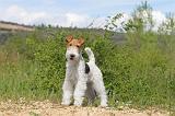 FOX TERRIER 220